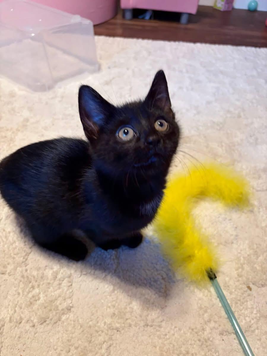 Teddy, a ADOPTABLE Domestic Short Hair in Brick, NJ image 3/3