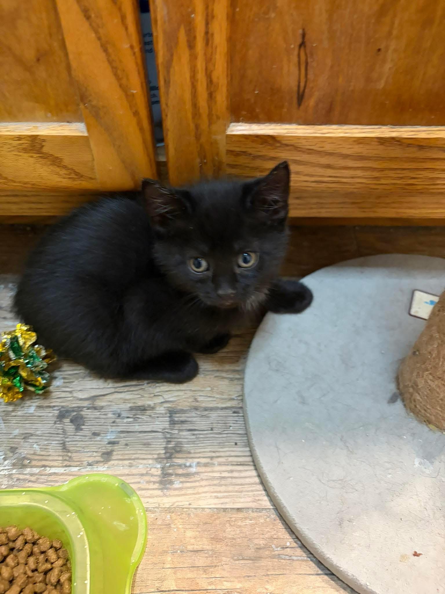 Teddy, a ADOPTABLE Domestic Short Hair in Brick, NJ image 2/3