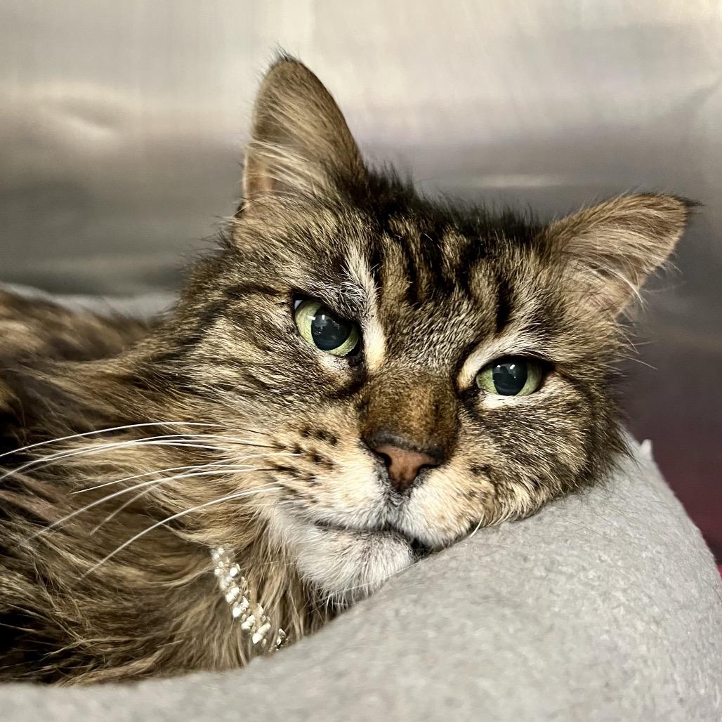 Mica, a Adoptable Domestic Long Hair in Morgan Hill, CA image 1/6