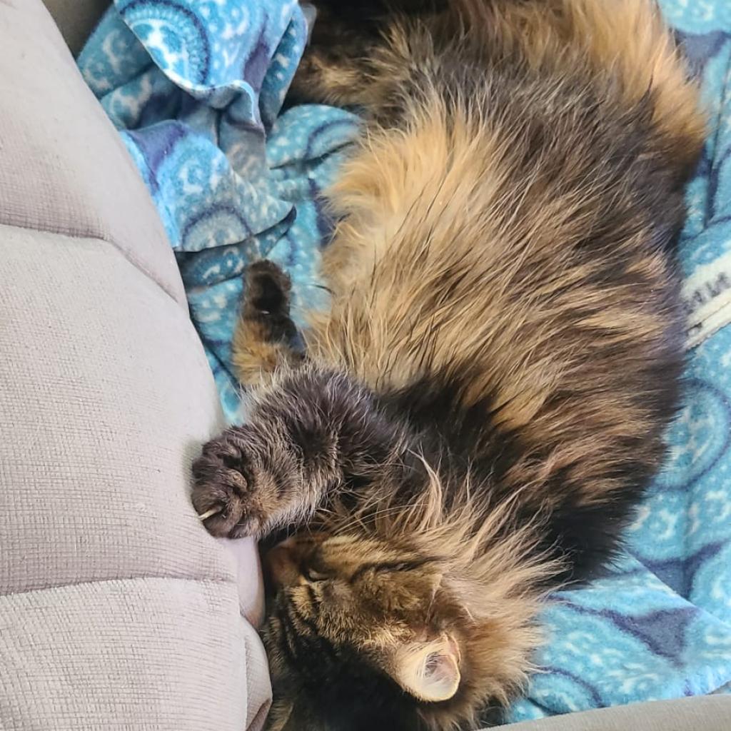 Mica, a Adoptable Domestic Long Hair in Morgan Hill, CA image 2/6