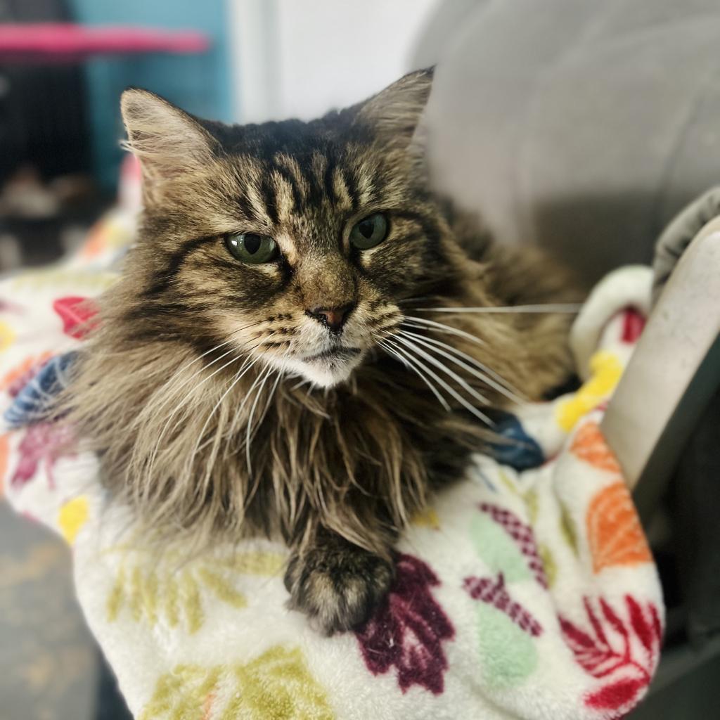 Mica, a Adoptable Domestic Long Hair in Morgan Hill, CA image 3/6