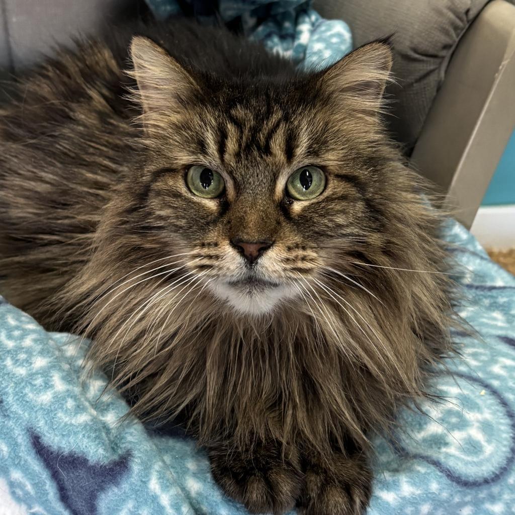 Mica, a Adoptable Domestic Long Hair in Morgan Hill, CA image 5/6
