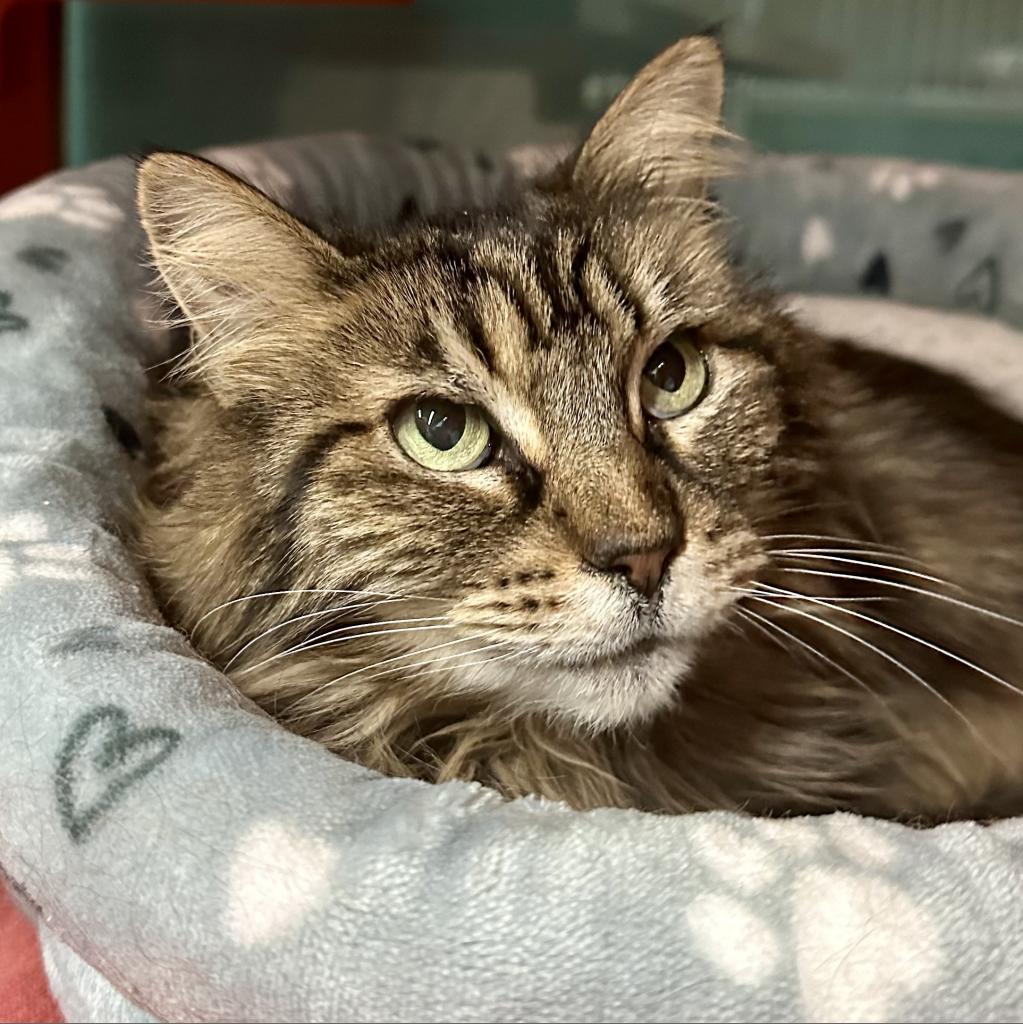 Mica, a Adoptable Domestic Long Hair in Morgan Hill, CA image 6/6