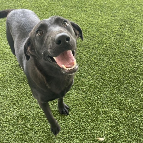 Lisa, an adoptable Black Labrador Retriever in Shorter, AL, 36075 | Photo Image 1