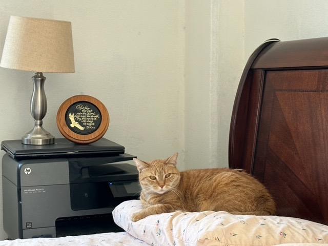 Enlarge Rosalia: Courtesy Post, a Adoptable mixed breed in New York, NY image 1/5