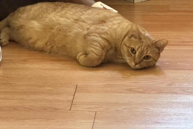 Enlarge Rosalia: Courtesy Post, a Adoptable mixed breed in New York, NY image 3/5