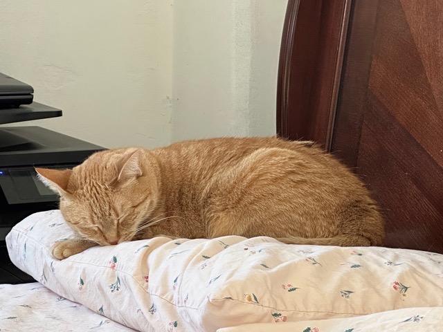 Enlarge Rosalia: Courtesy Post, a Adoptable mixed breed in New York, NY image 4/5