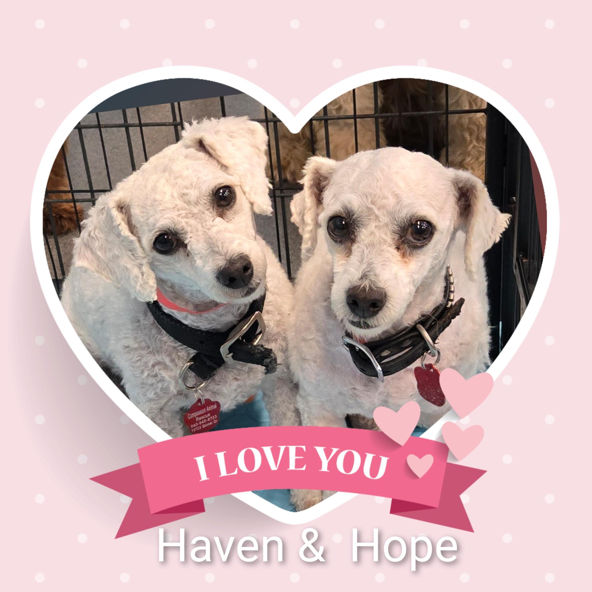 Hope, Adoptable, Adult Female Bichon Frise.