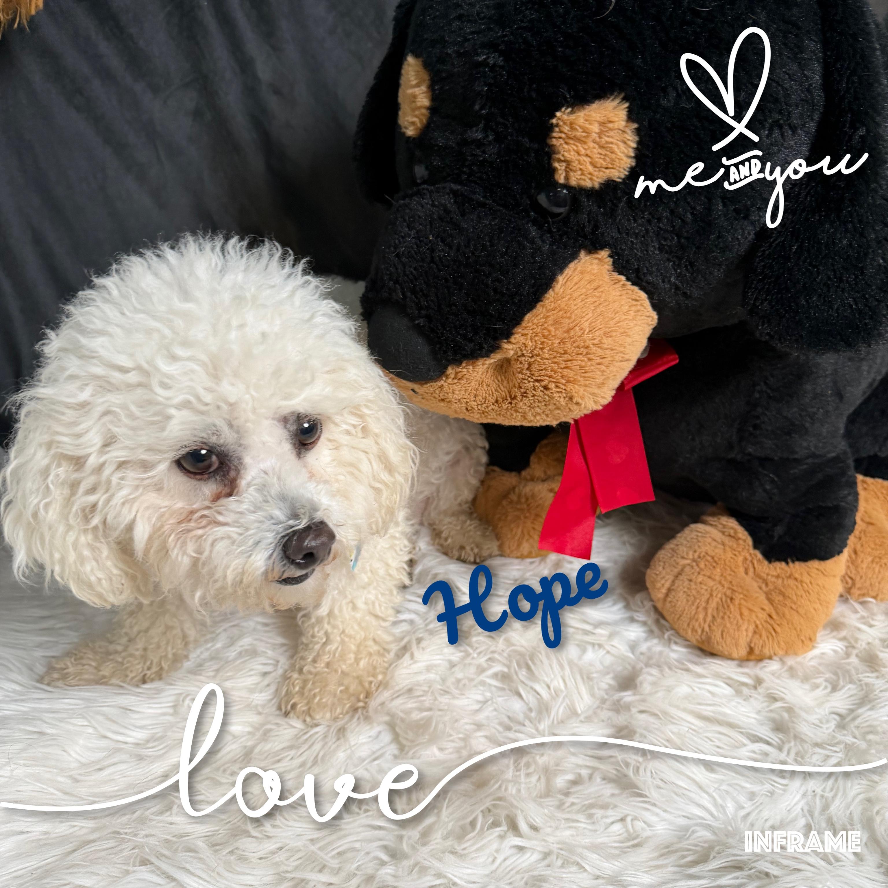 Hope, an adoptable Bichon Frise in Fredericksburg, VA image 5/6