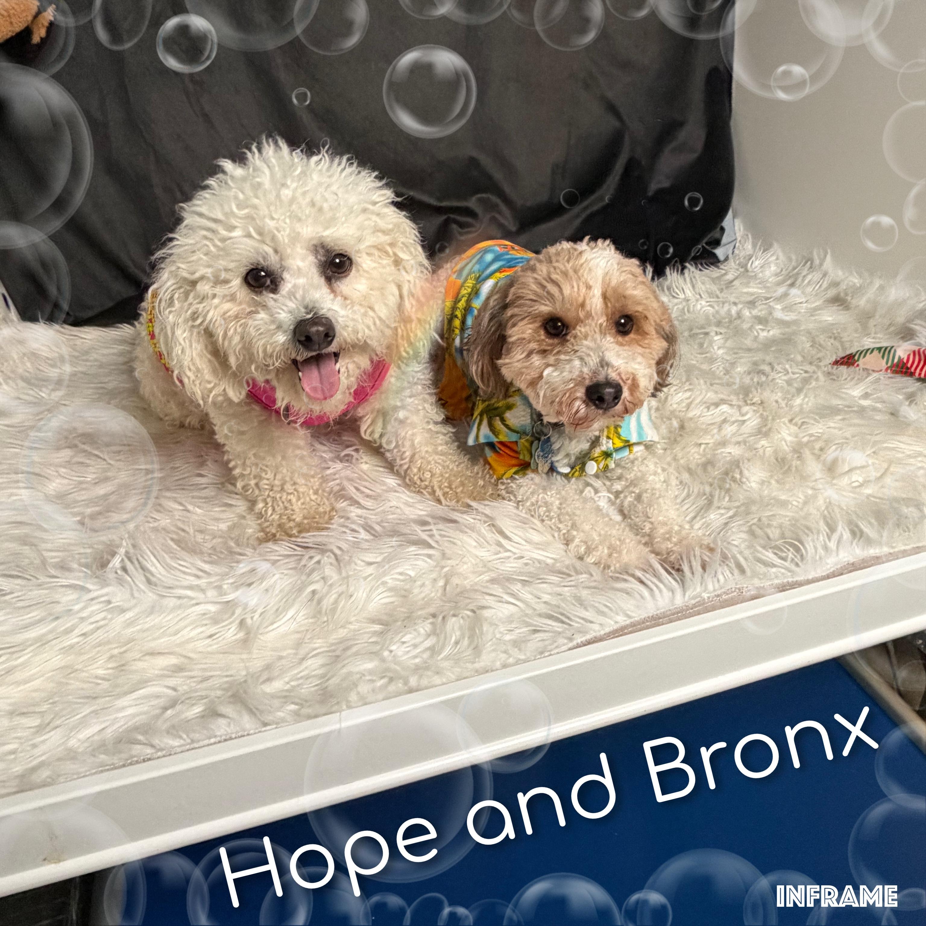 Hope, an adoptable Bichon Frise in Fredericksburg, VA image 4/6