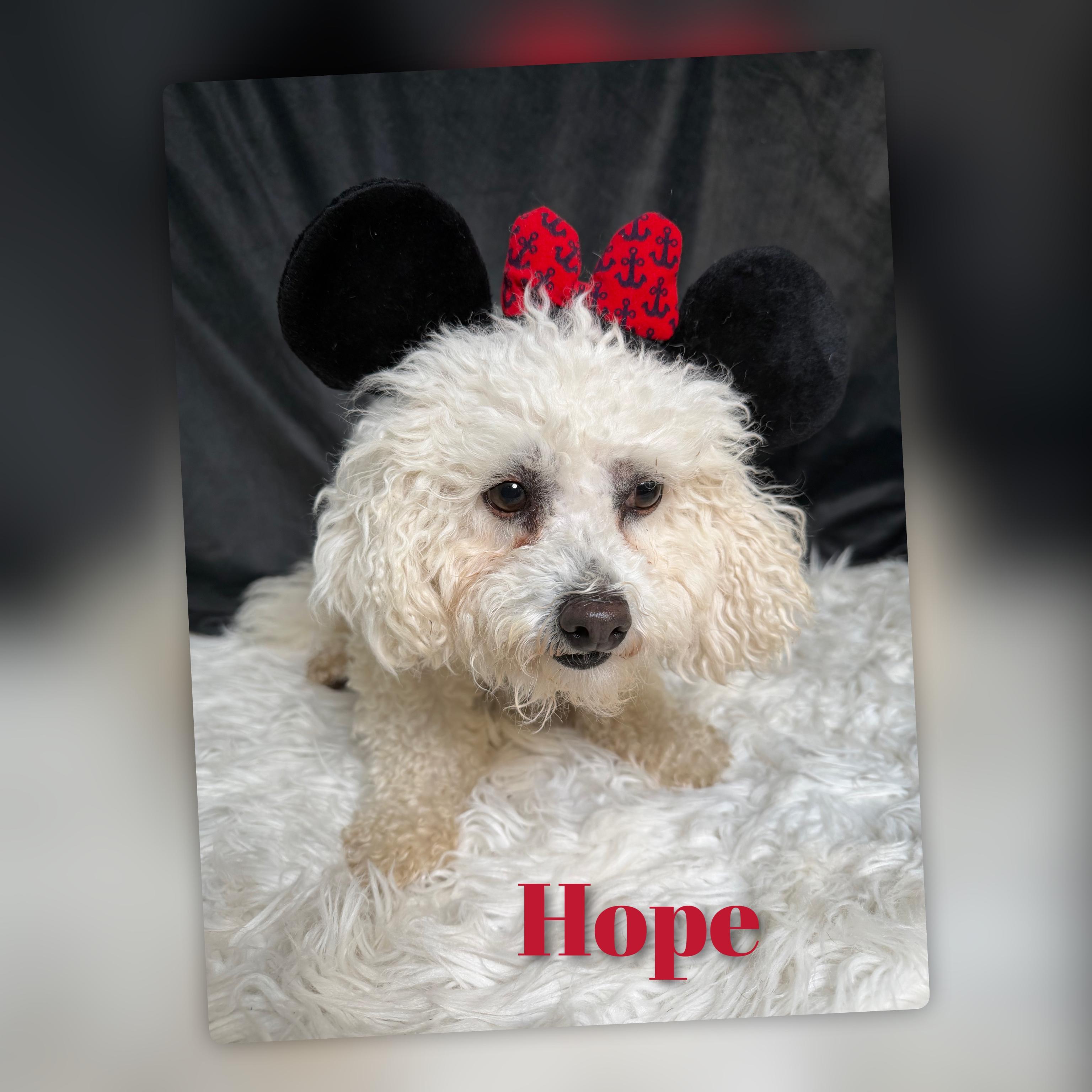 Hope, an adoptable Bichon Frise in Fredericksburg, VA image 2/6
