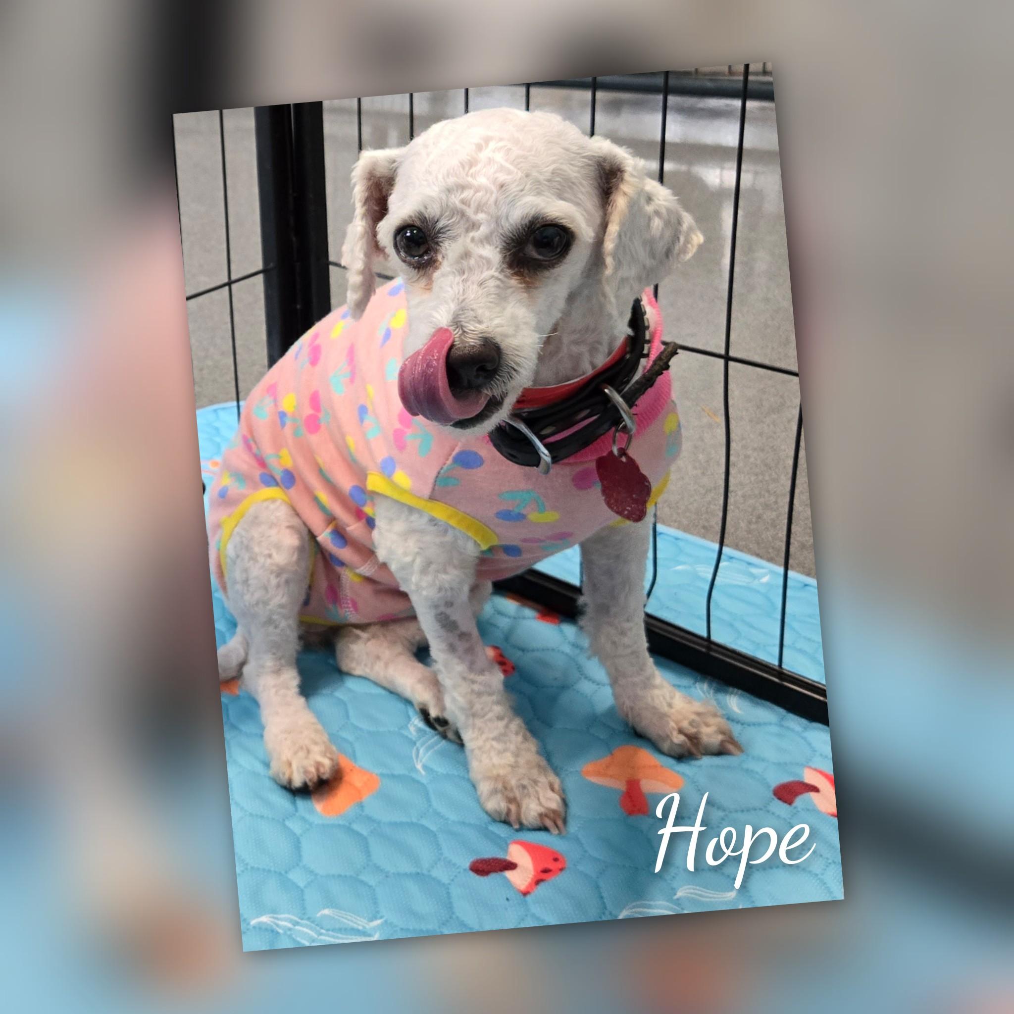 Hope, a Adoptable Bichon Frise in Fredericksburg, VA image 2/6