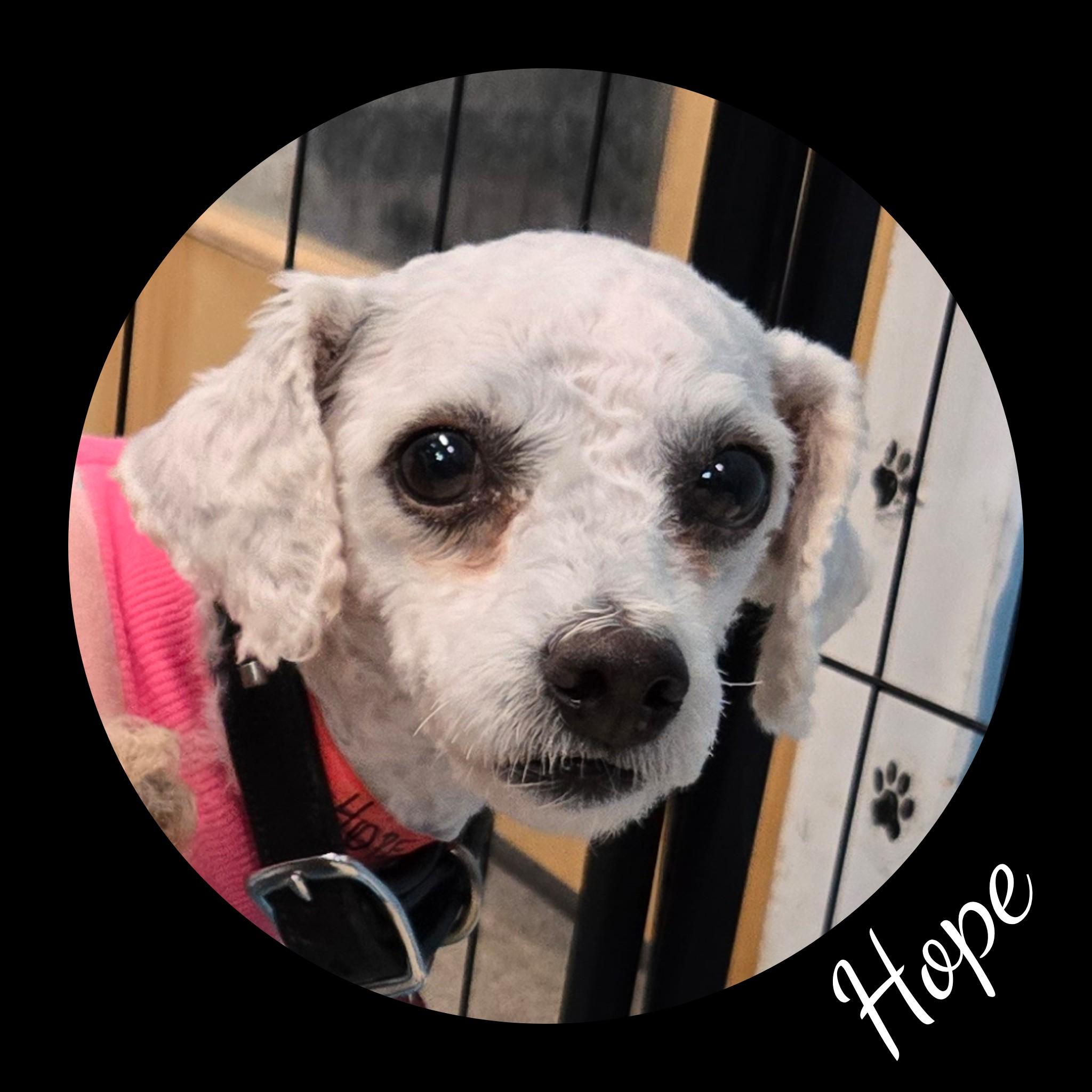 Hope, a Adoptable Bichon Frise in Fredericksburg, VA image 4/6