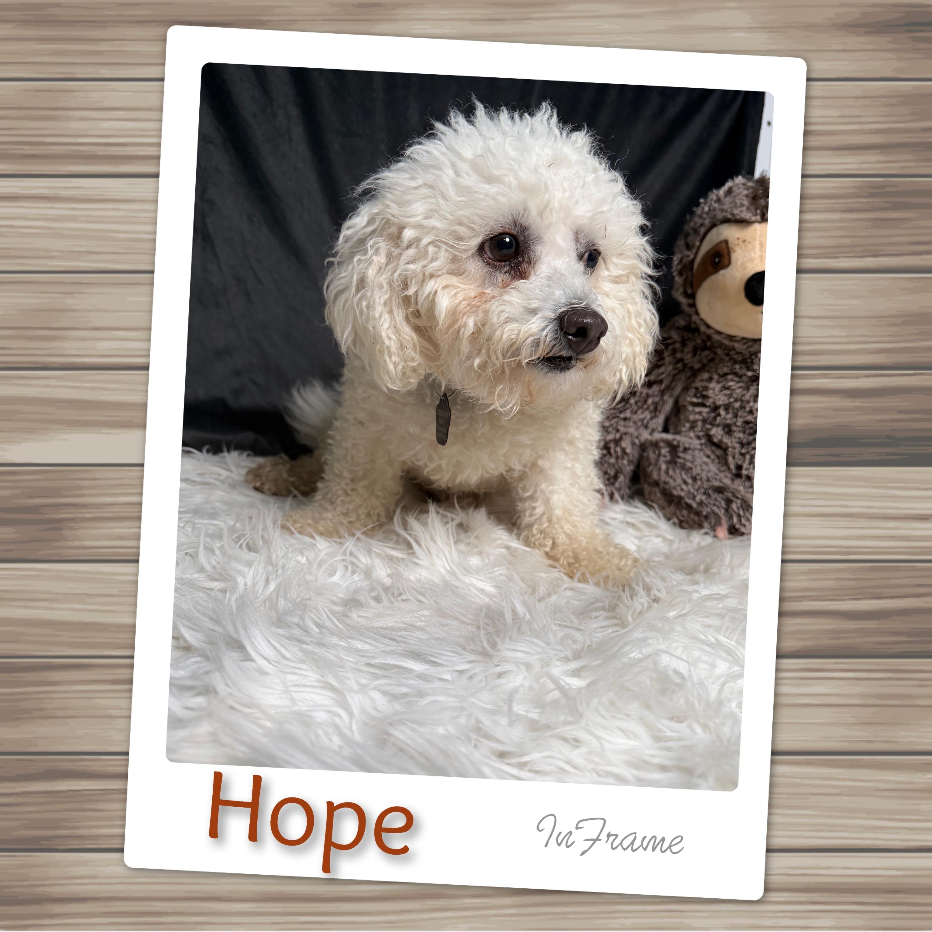 Hope, adoptable, Adult Female Bichon Frise.