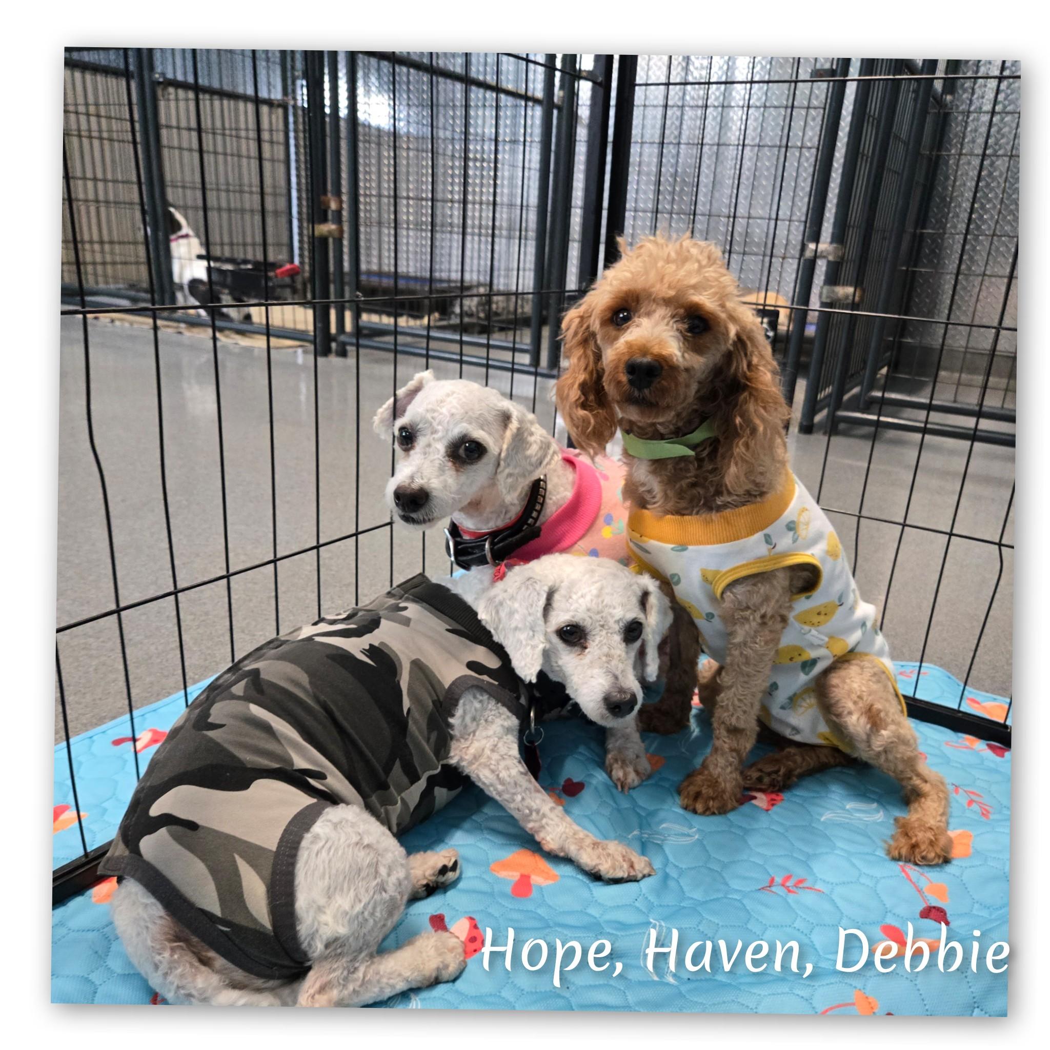 Hope, a Adoptable Bichon Frise in Fredericksburg, VA image 5/6