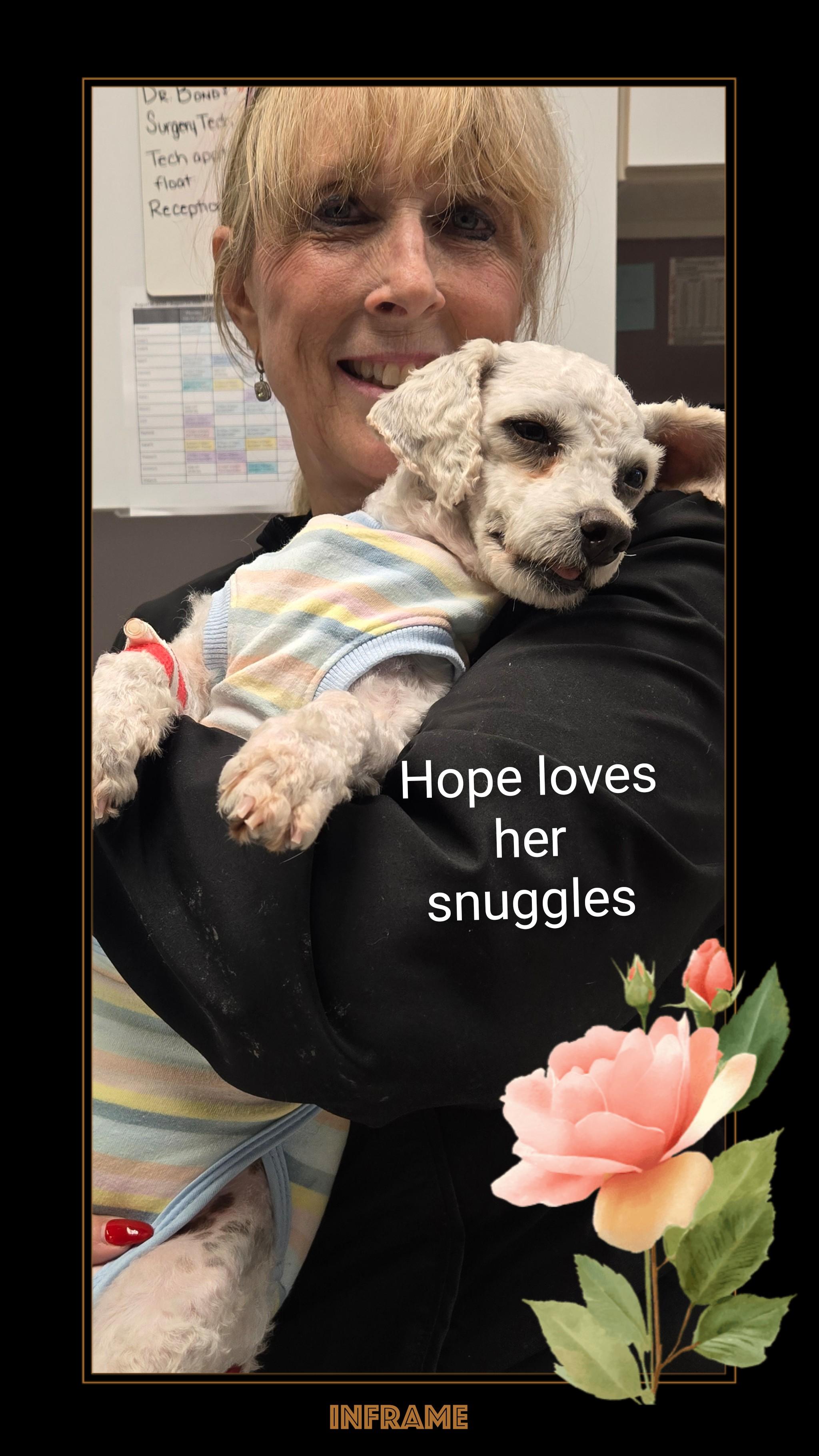 Hope, a Adoptable Bichon Frise in Fredericksburg, VA image 6/6