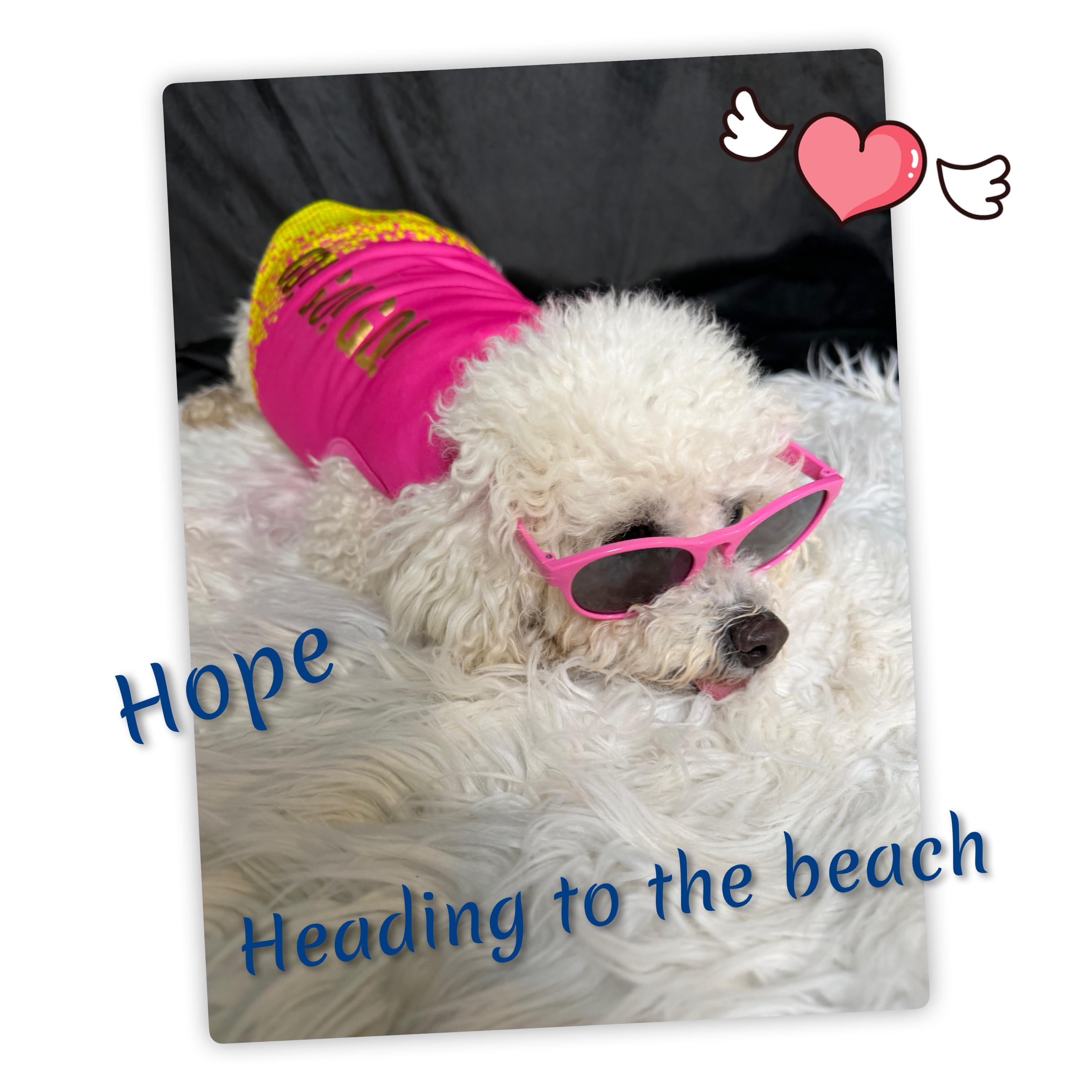 Hope, an adoptable Bichon Frise in Fredericksburg, VA image 3/6