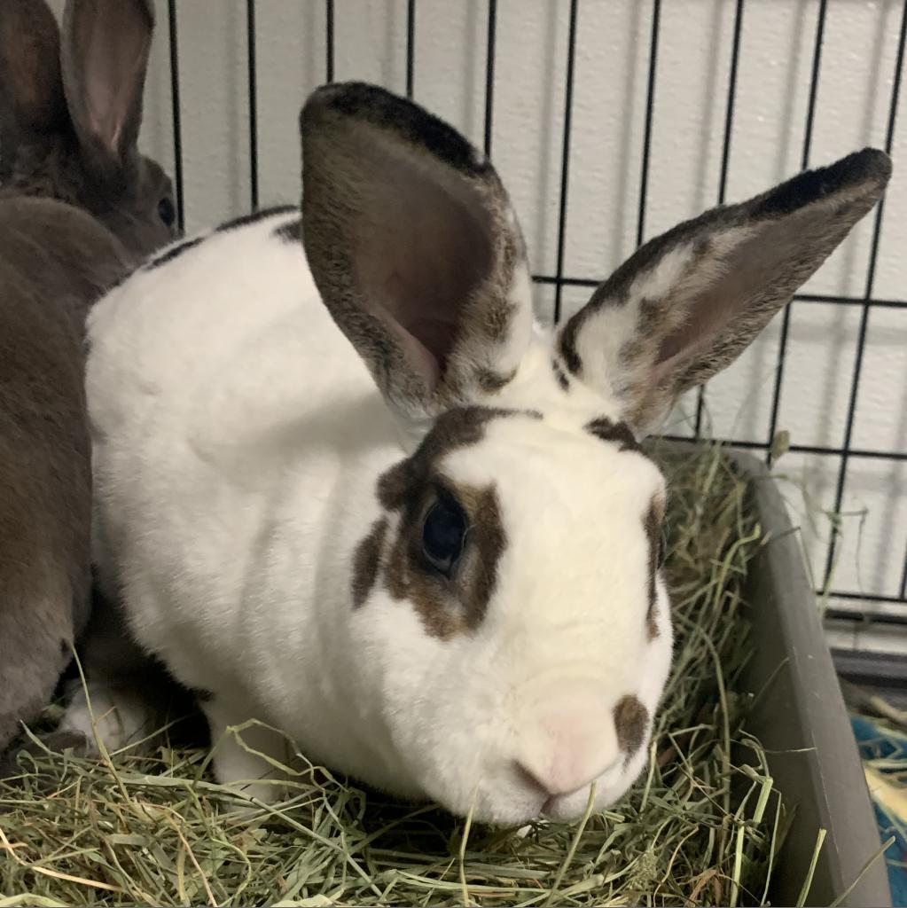 Ingrid, Adoptable, Senior Female Rex & English Spot.