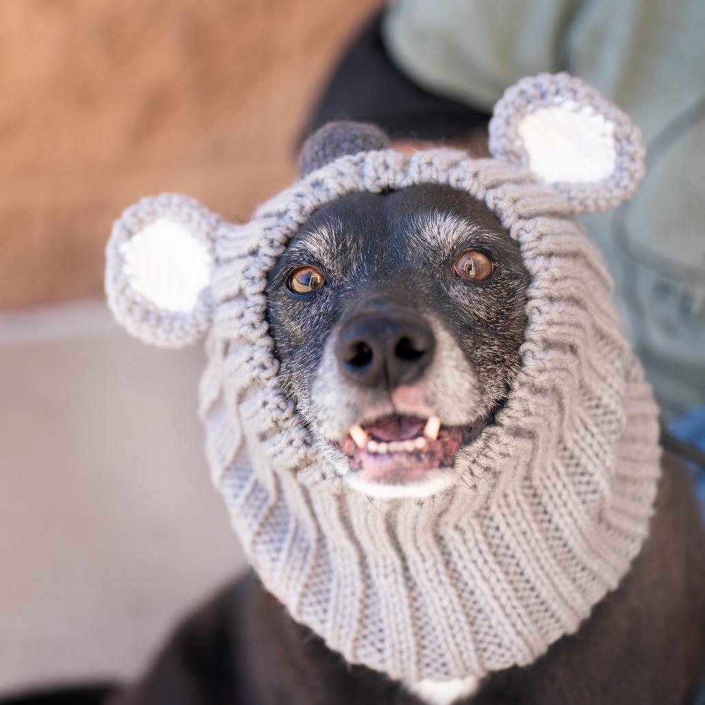 Booker, Adoptable, Senior Male Black Labrador Retriever & Mixed Breed.