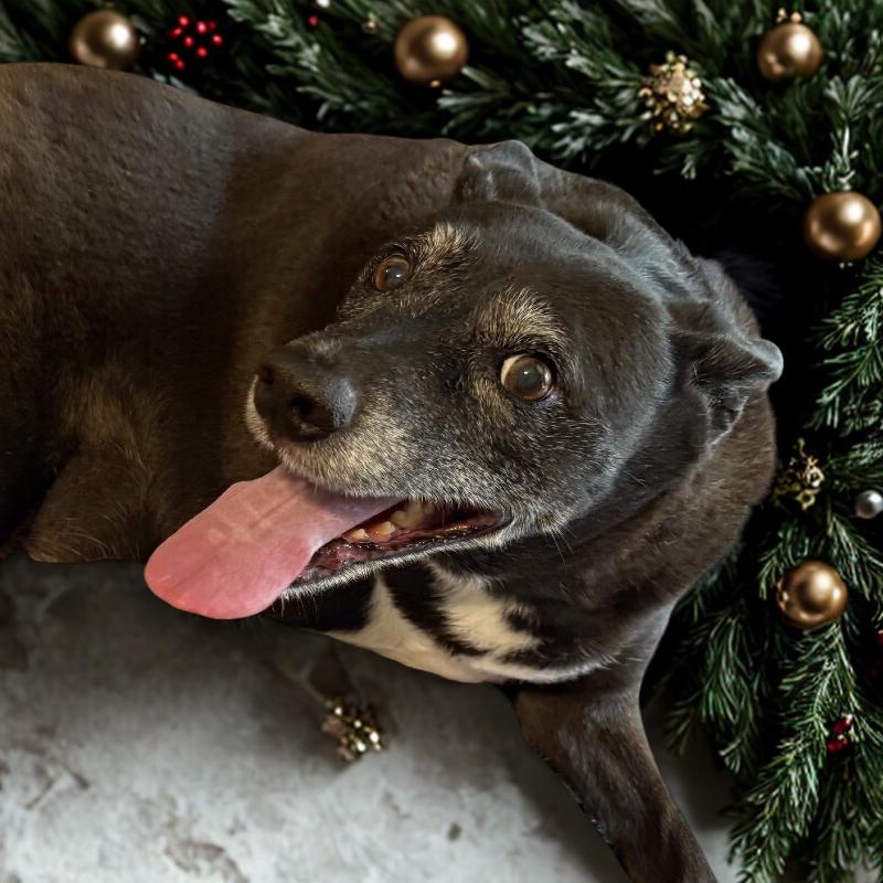 Enlarge Booker, a Adoptable mixed breed in Bessemer, AL image 2/6