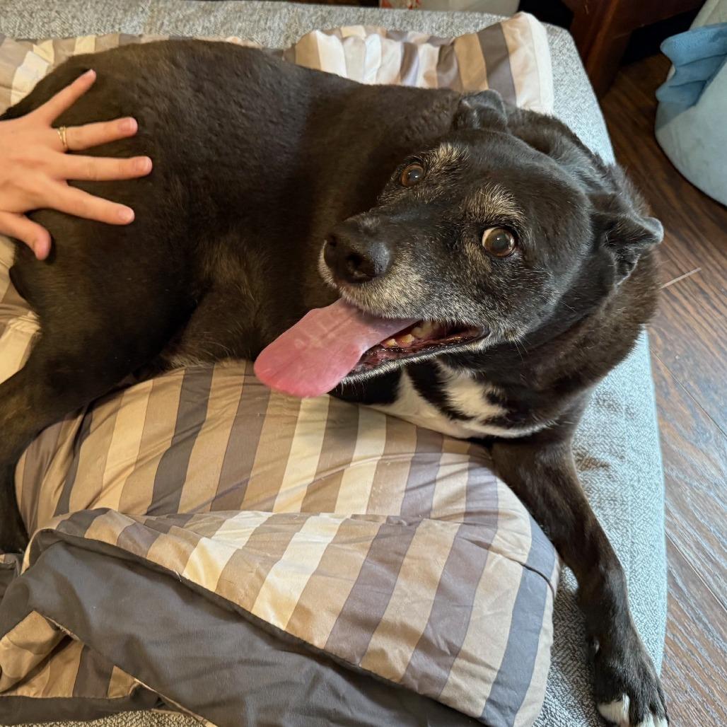 Enlarge Booker, a Adoptable mixed breed in Bessemer, AL image 3/6