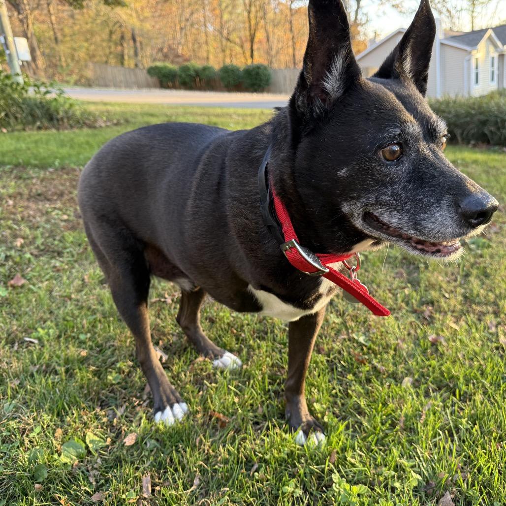 Enlarge Booker, a Adoptable mixed breed in Bessemer, AL image 4/6