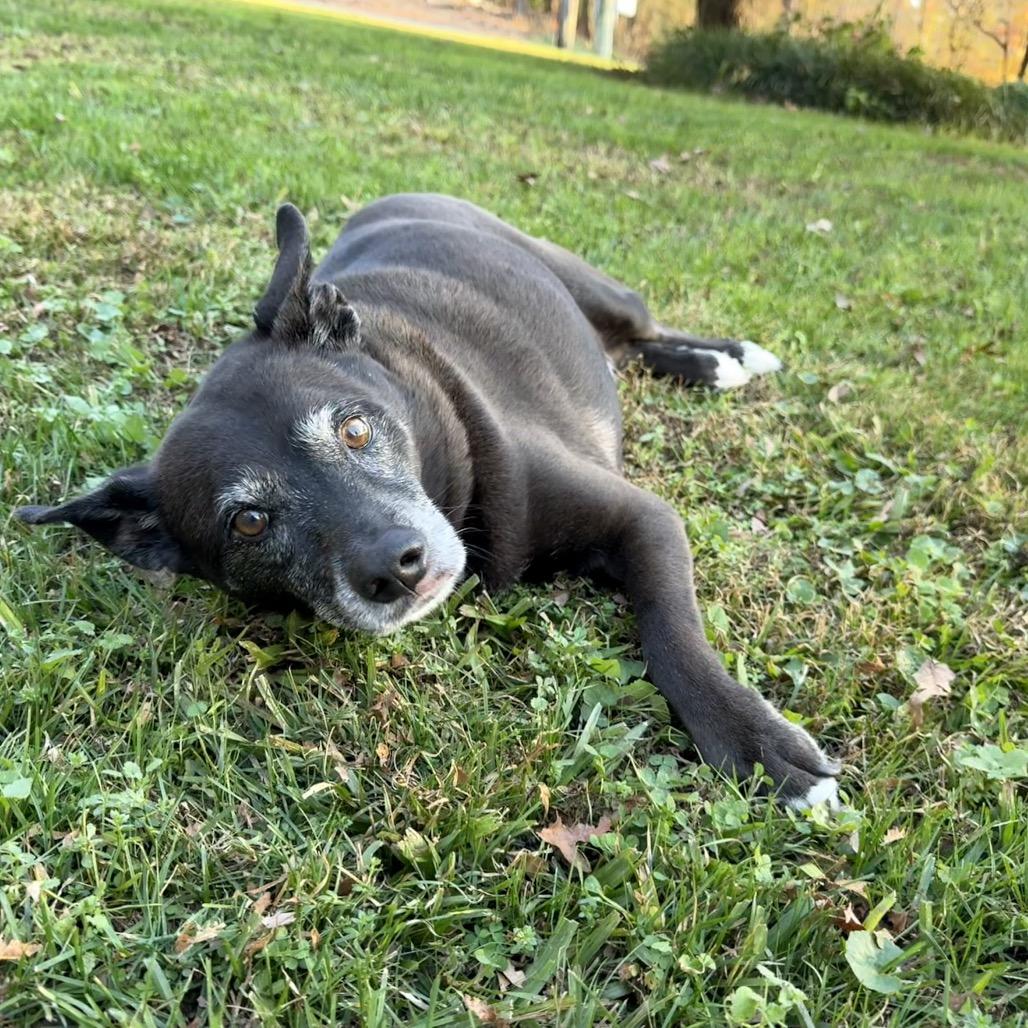 Enlarge Booker, a Adoptable mixed breed in Bessemer, AL image 5/6