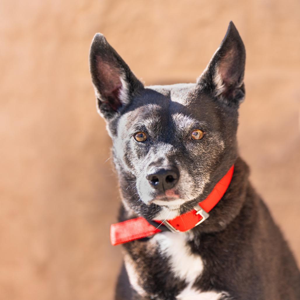 Enlarge Booker, a Adoptable mixed breed in Bessemer, AL image 6/6
