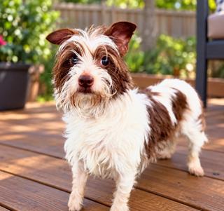 Enlarge Poe, a Adoptable mixed breed in Orlando, FL image 1/1