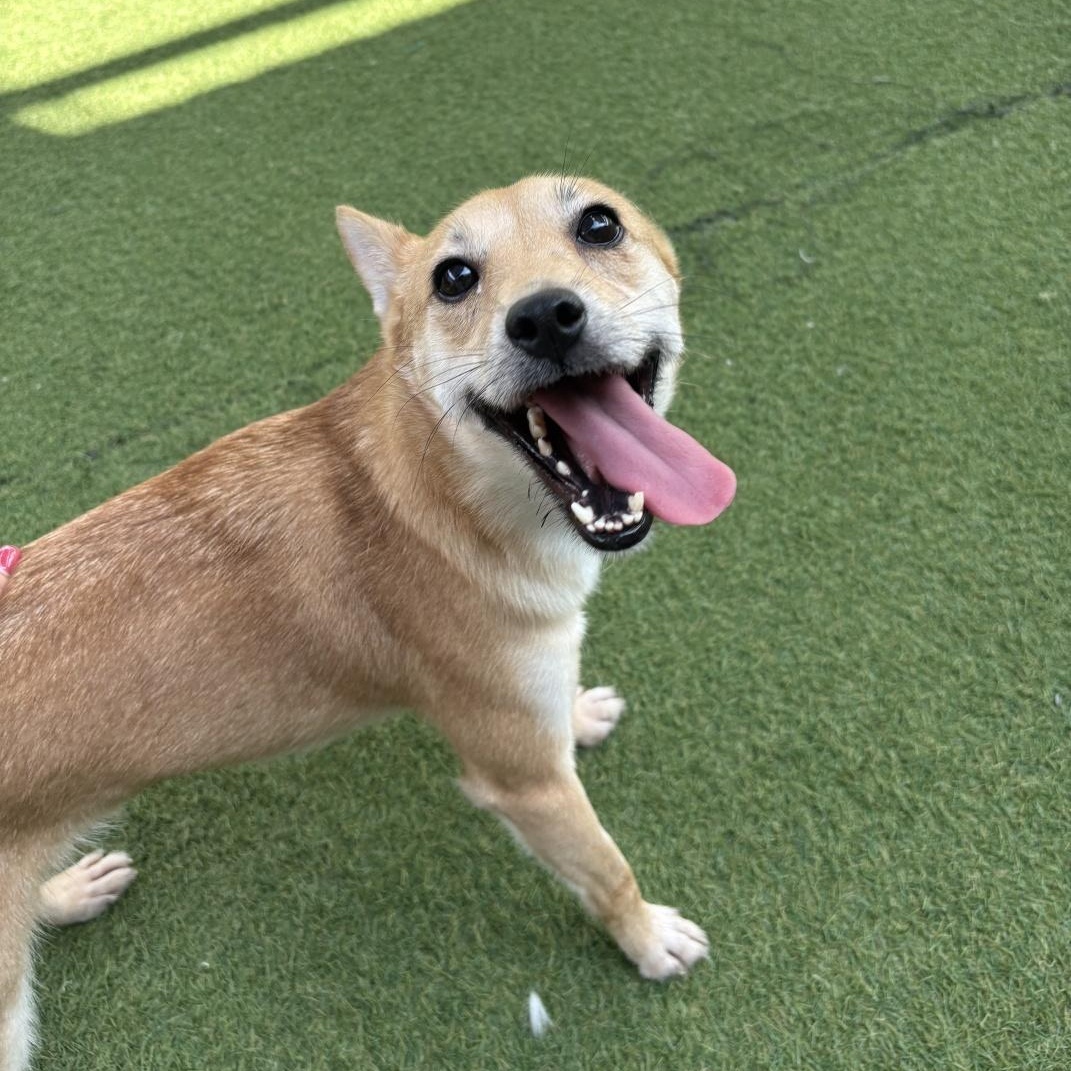 Enlarge Bunny , a Adoptable mixed breed in Manchester , NH image 3/6