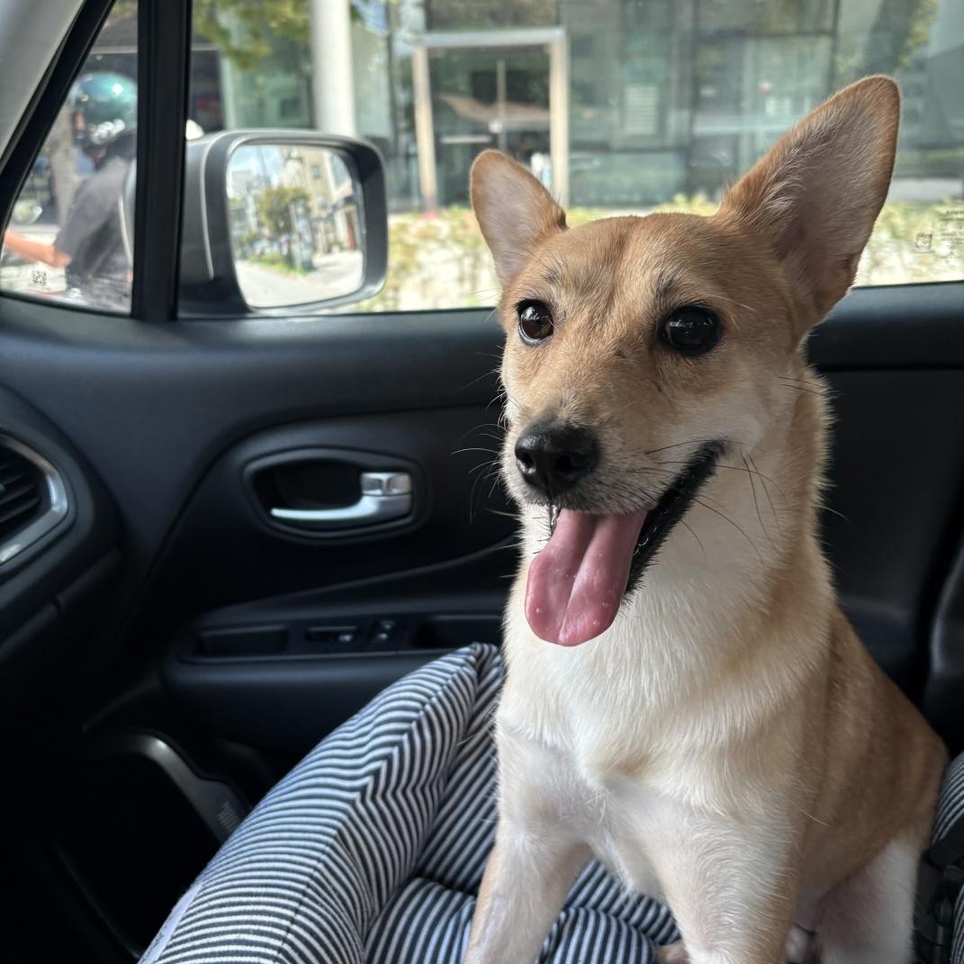 Enlarge Bunny , a Adoptable mixed breed in Manchester , NH image 6/6