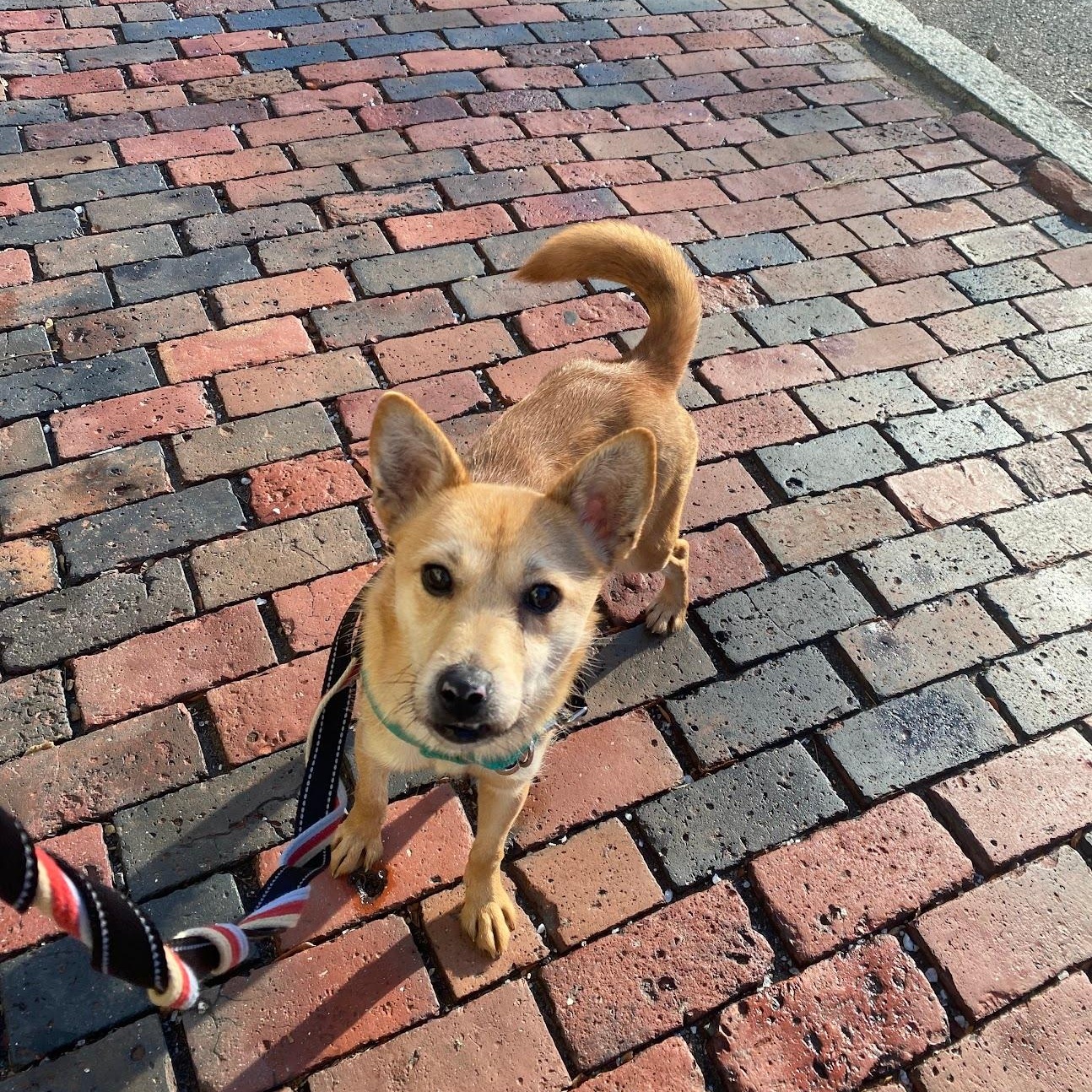 Enlarge Bunny , a Adoptable mixed breed in Manchester , NH image 4/6