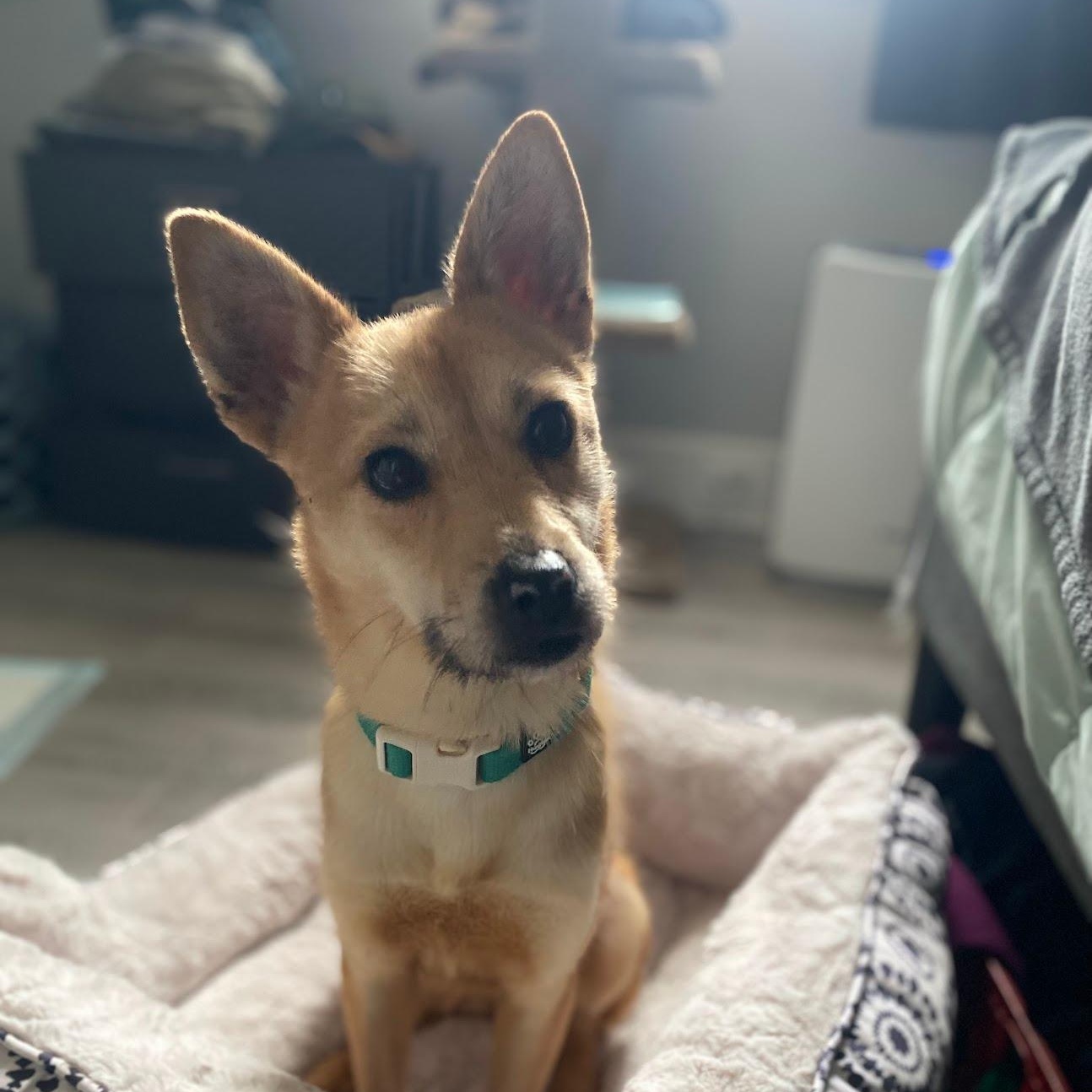 Bunny , Adoptable, Young Female Shiba Inu.