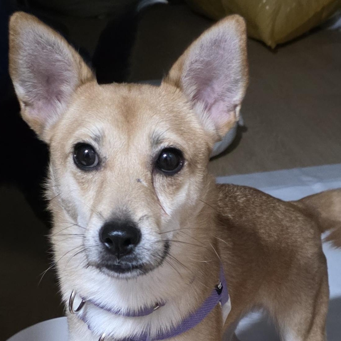 Enlarge Bunny , a Adoptable mixed breed in Manchester , NH image 5/6