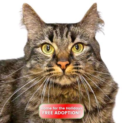 Keith David, Adoptable, Adult Male Domestic Long Hair & Domestic Short Hair.