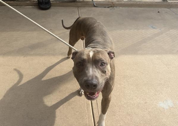 Enlarge Blue, a Adoptable mixed breed in Staten Island, NY image 2/2