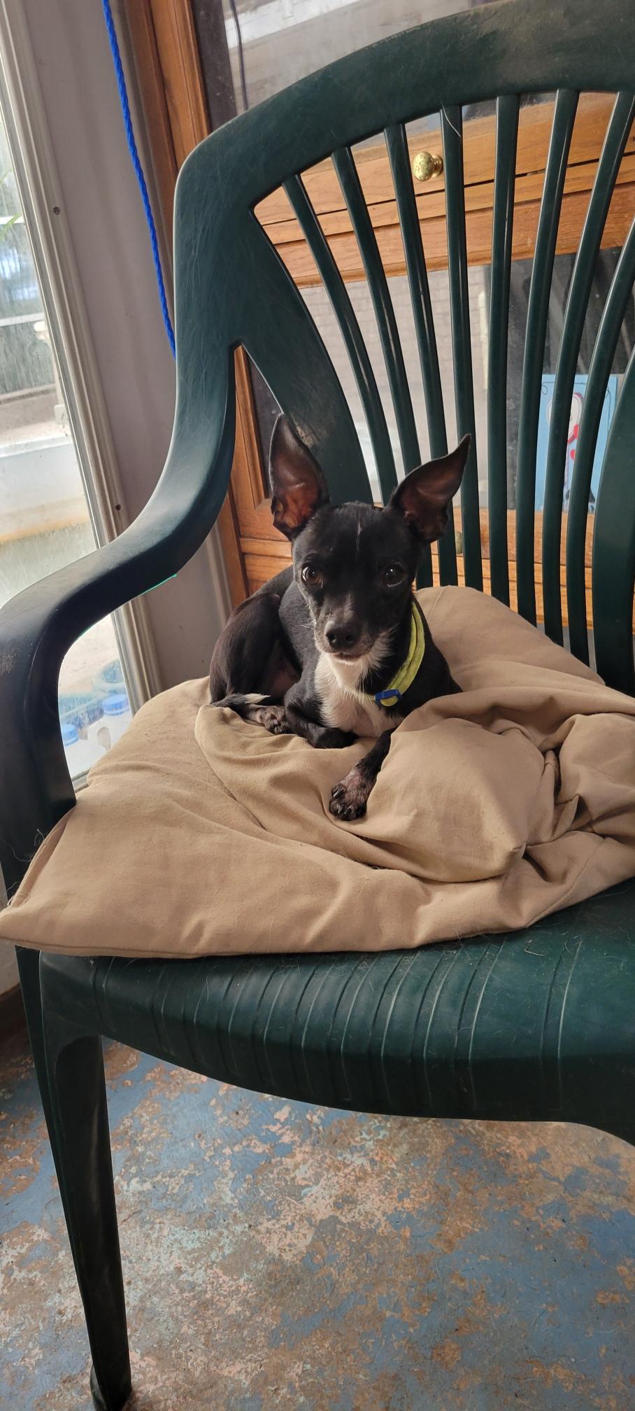 Enlarge Dj, an adoptable Chihuahua in Savannah, GA image 1/2