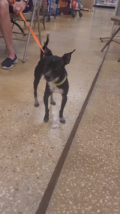 Enlarge Dj, an adoptable Chihuahua in Savannah, GA video 2/2