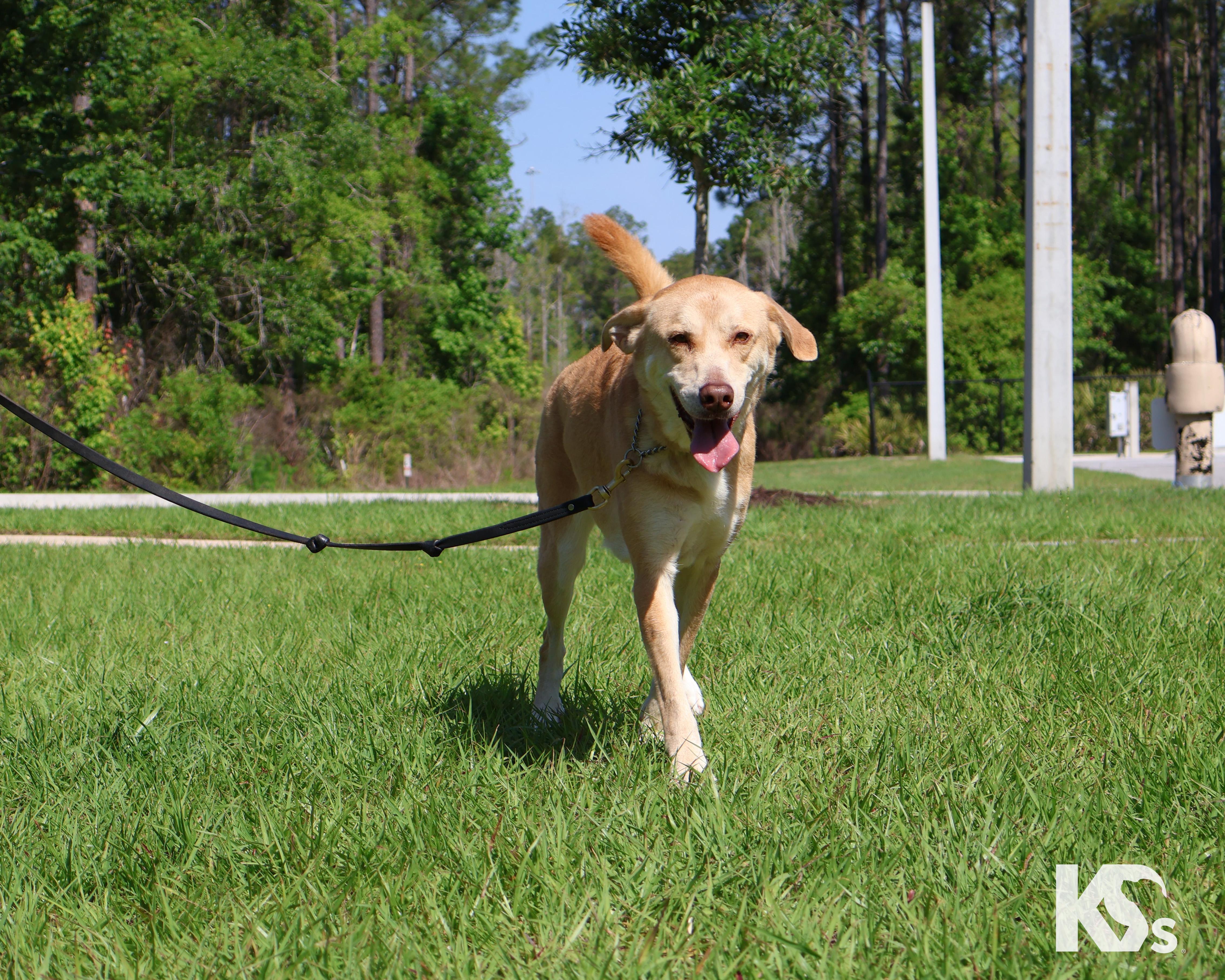 Enlarge Paprika , a ADOPTABLE mixed breed in Ponte Vedra, FL image 5/6