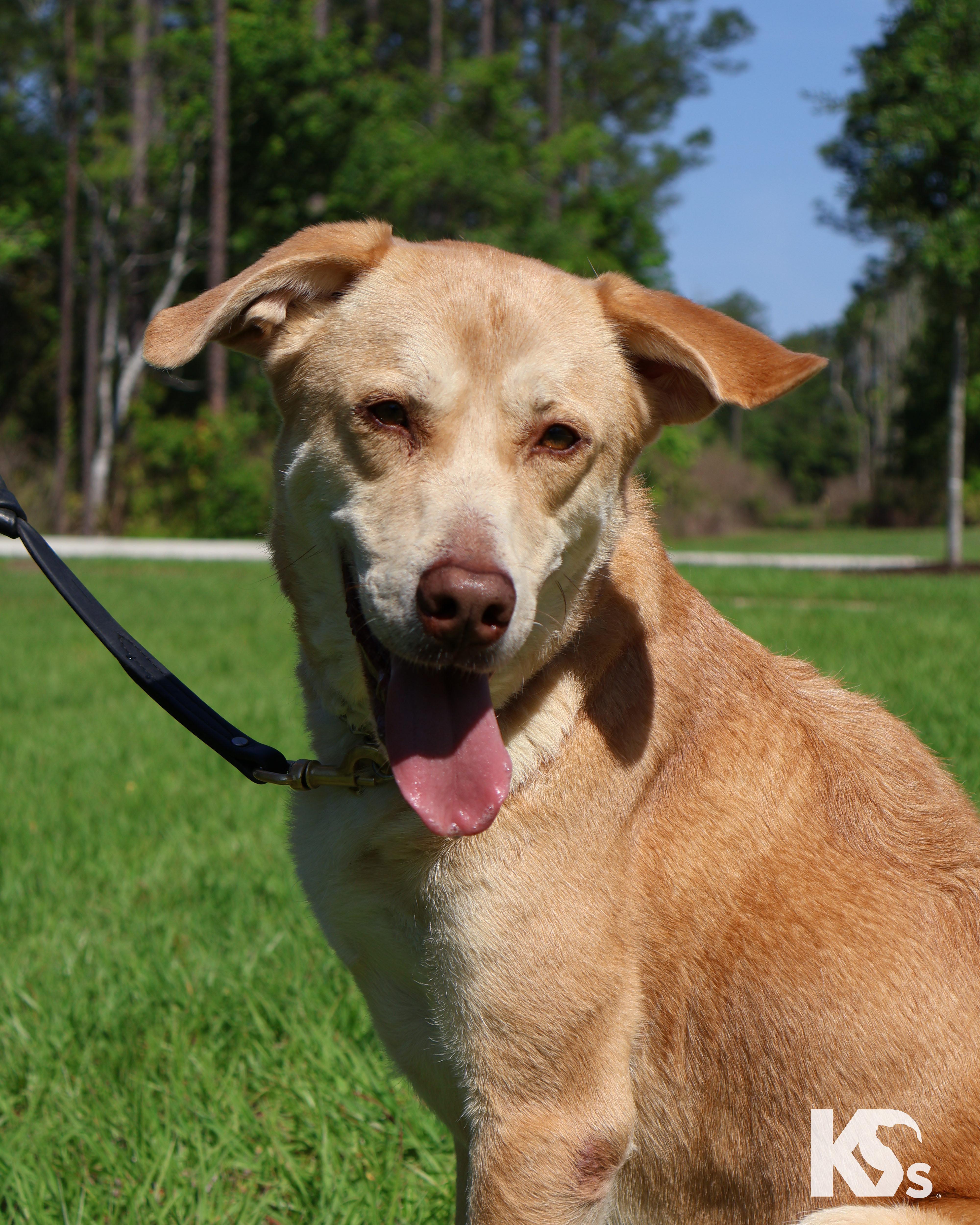 Paprika , ADOPTABLE, Adult Female Yellow Labrador Retriever & Great Pyrenees.