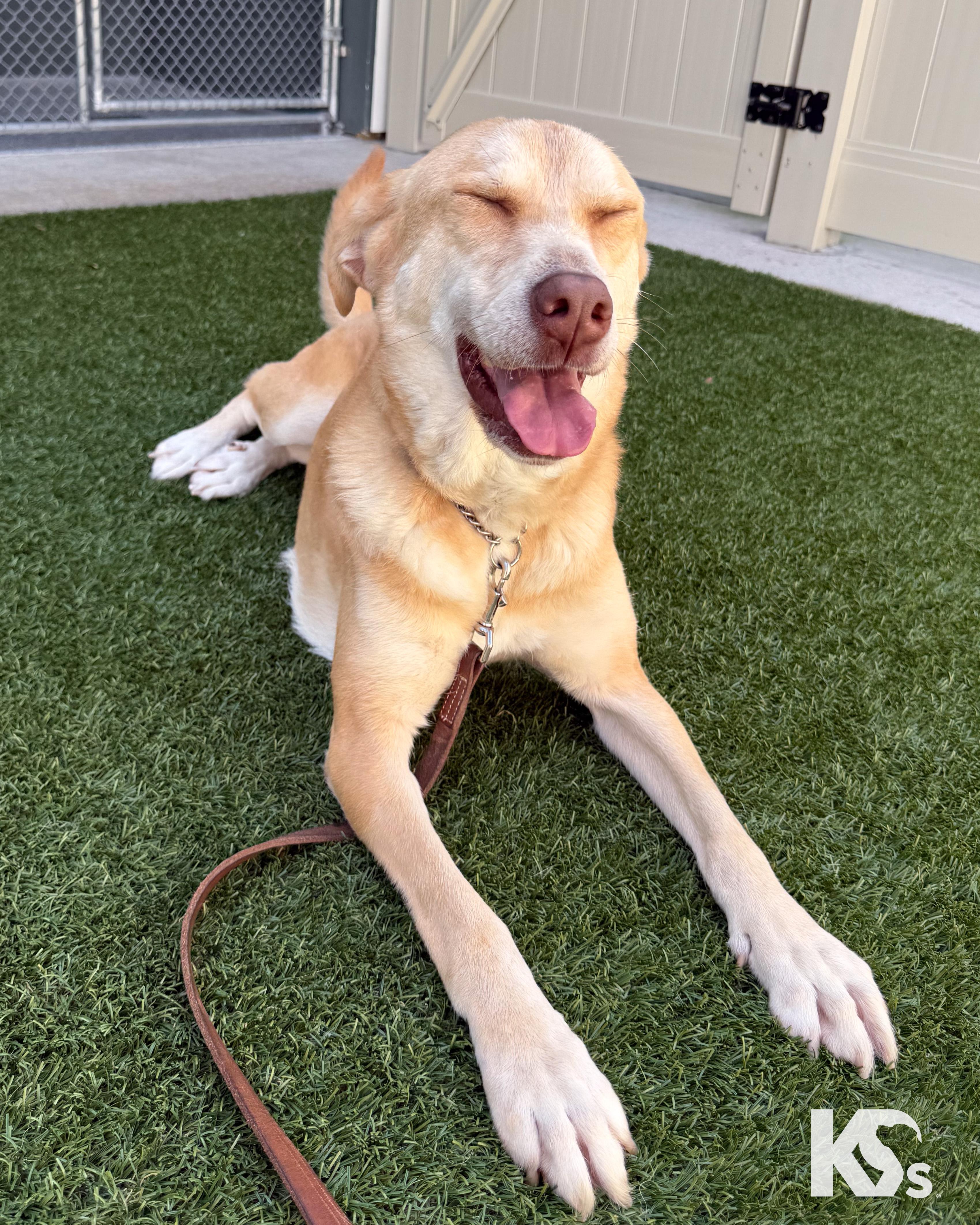 Enlarge Paprika , a ADOPTABLE mixed breed in Ponte Vedra, FL image 2/6