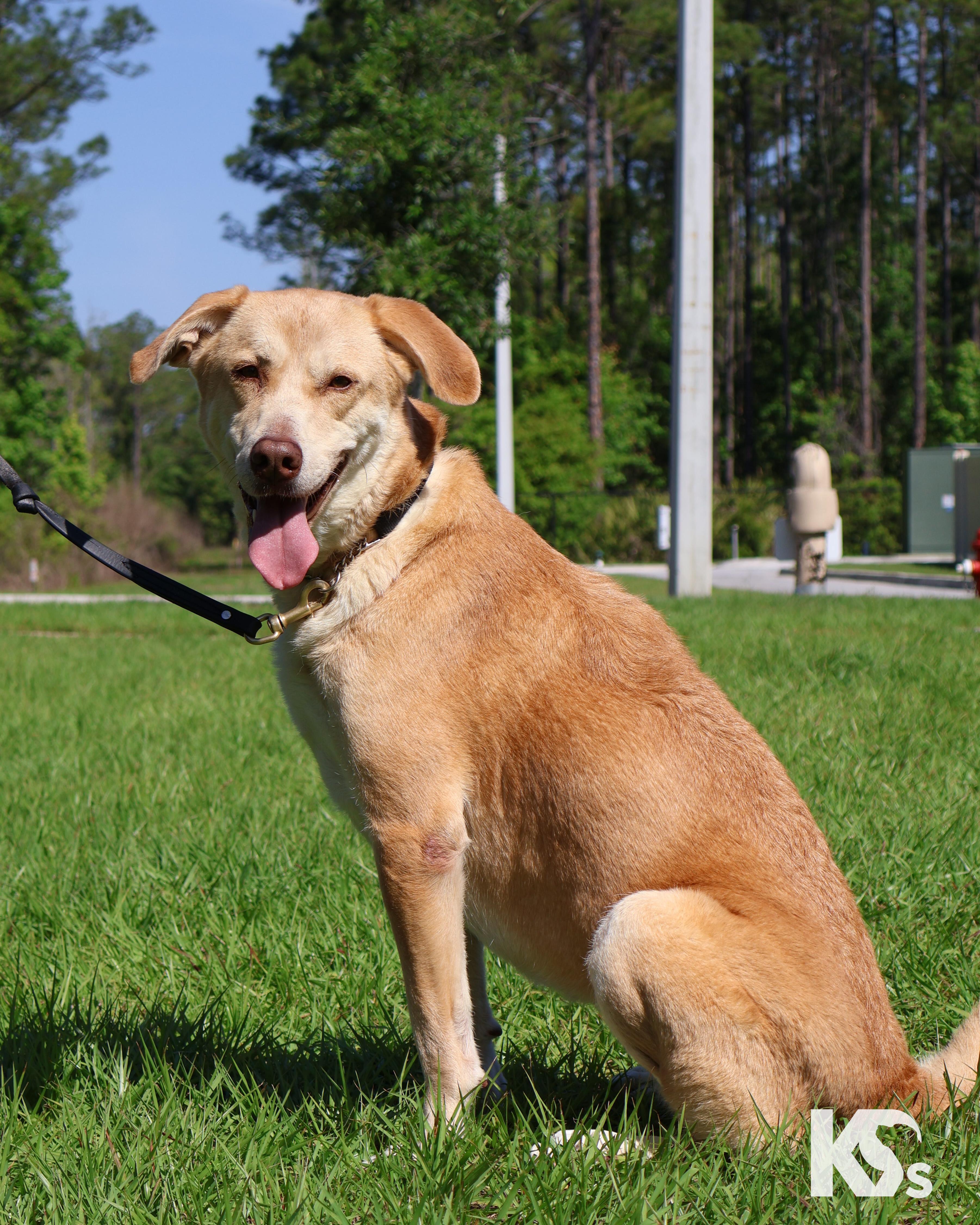 Enlarge Paprika , a ADOPTABLE mixed breed in Ponte Vedra, FL image 3/6