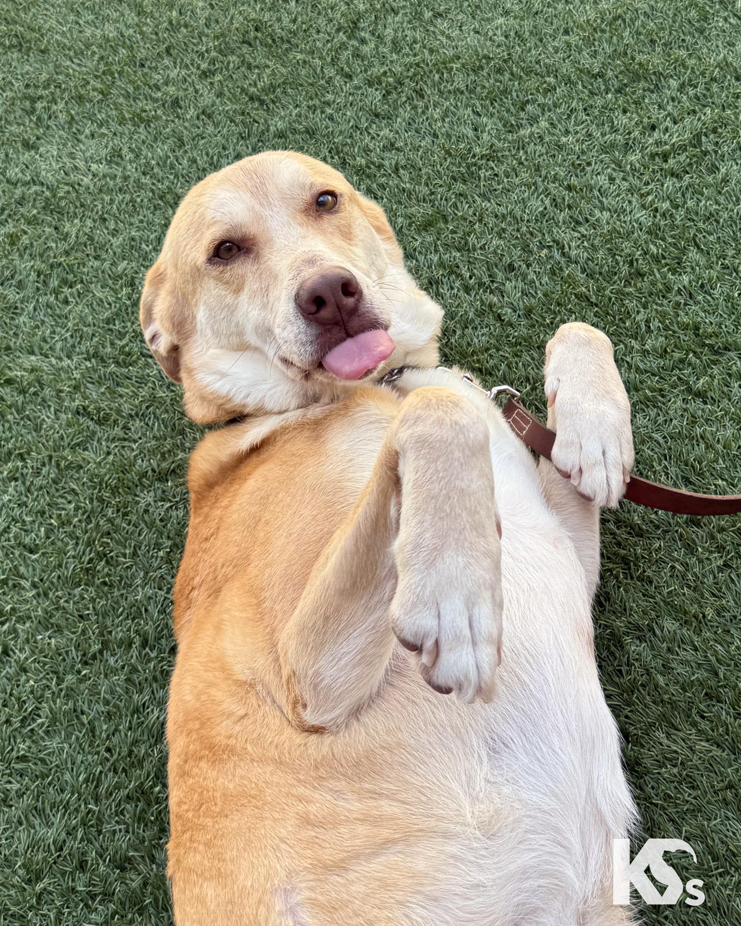 Enlarge Paprika , a ADOPTABLE mixed breed in Ponte Vedra, FL image 6/6