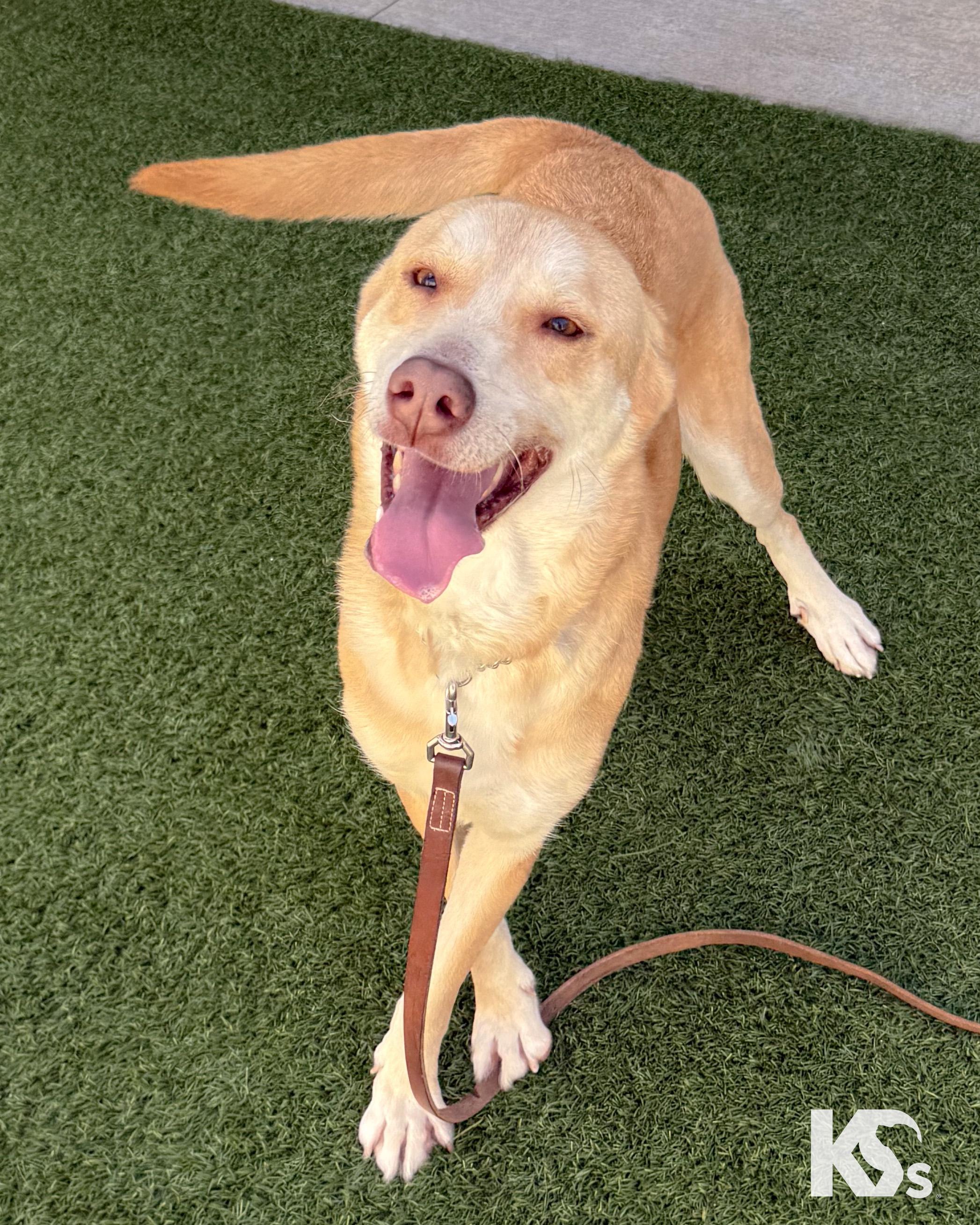 Enlarge Paprika , a ADOPTABLE mixed breed in Ponte Vedra, FL image 4/6