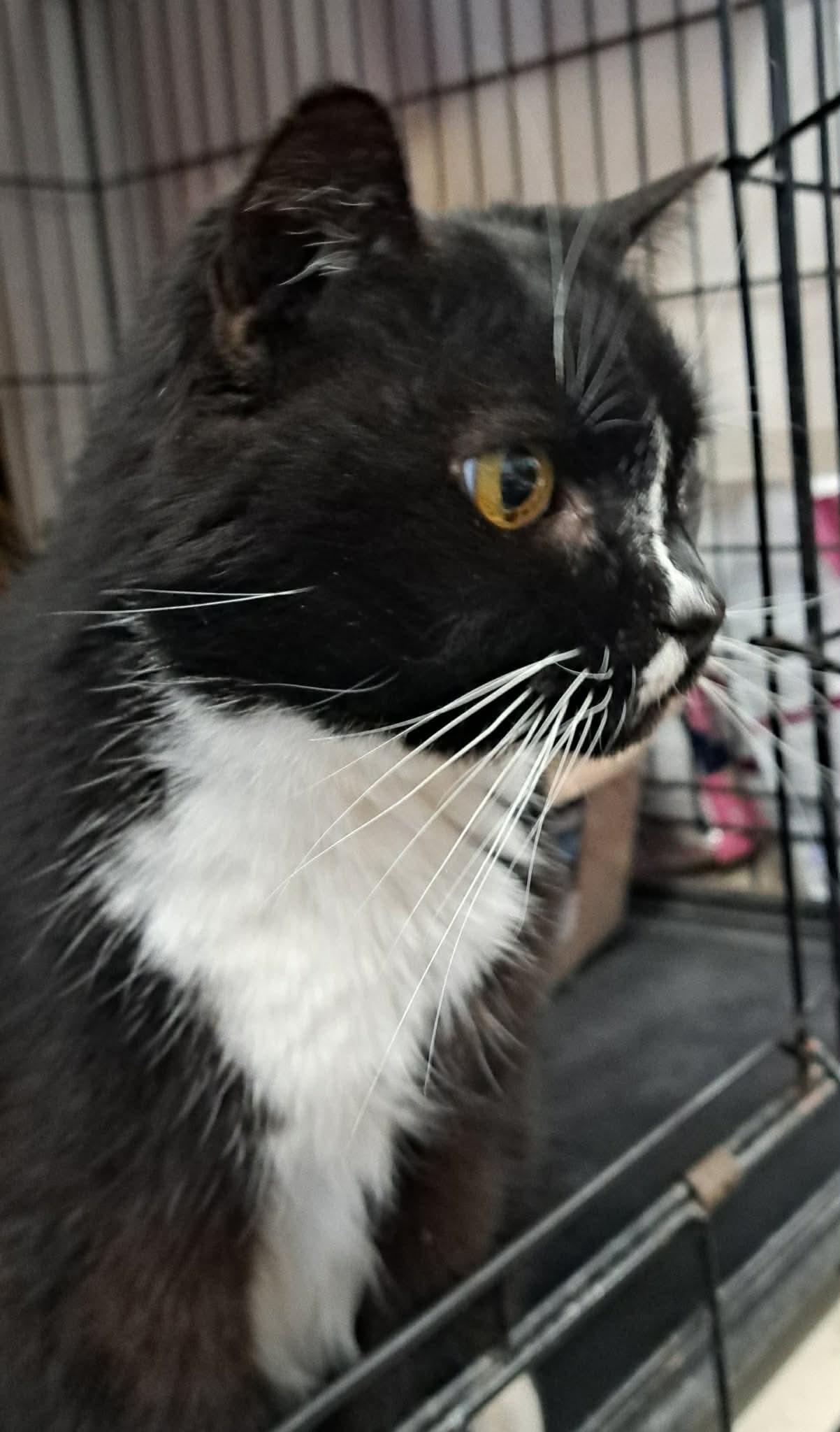 Figgy, a Adoptable Tuxedo in Acushnet, MA image 3/5