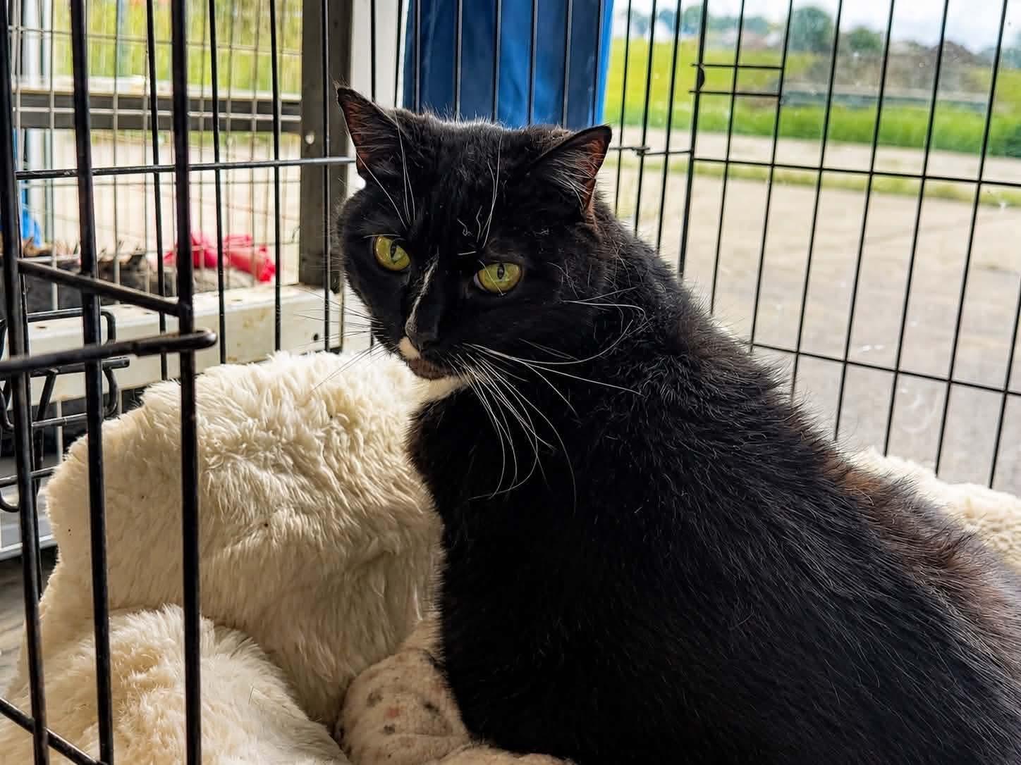 Figgy, a Adoptable Tuxedo in Acushnet, MA image 4/5