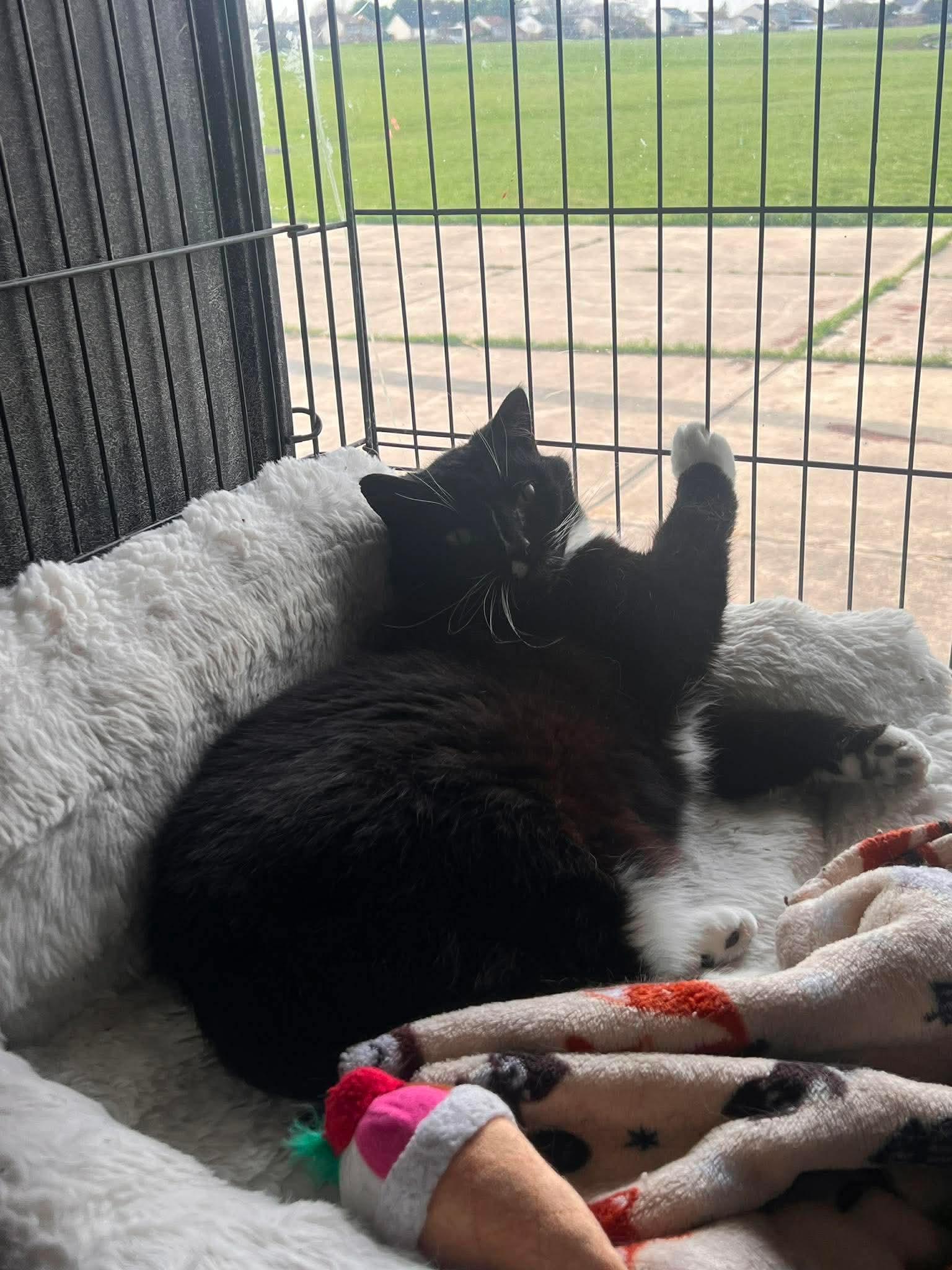 Figgy, a Adoptable Tuxedo in Acushnet, MA image 5/5