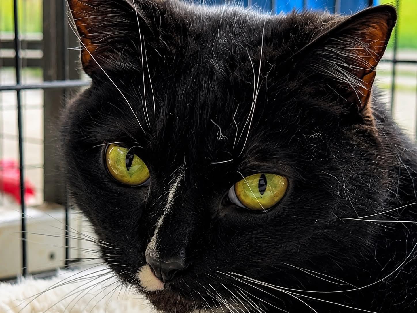Figgy, Adoptable, Senior Female Tuxedo.