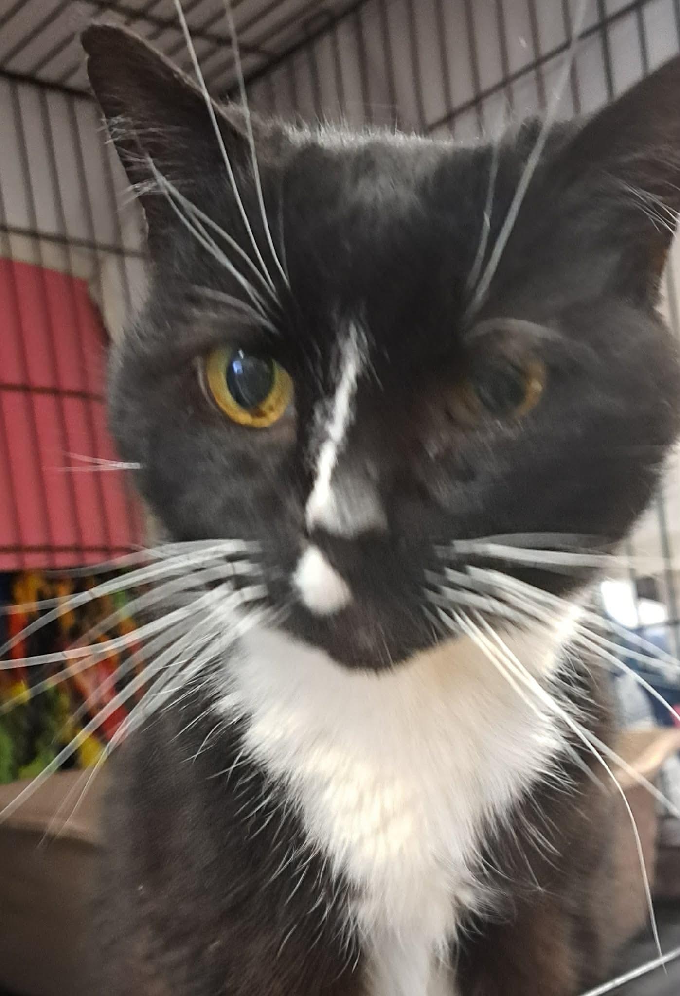 Figgy, a Adoptable Tuxedo in Acushnet, MA image 2/5