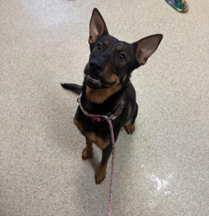 Chestnut, a Adoptable mixed breed in Harbor Springs, MI image 1/2